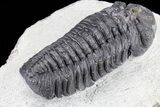 Bargain, Austerops Trilobite - Visible Eye Facets #80671-3